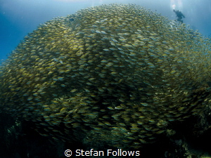 On top of the world ... Oxeye Scad - Selar boops. Sail Ro... by Stefan Follows 